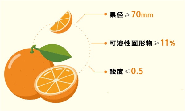 柑桔最新排名，探寻产业繁荣与品质卓越的标杆