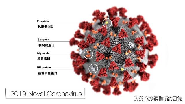 关于病毒最新的研究与发现